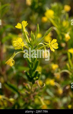 Glowing Primula vulgaris, common primrose. Natural close-up environmental flower portrait Stock Photo