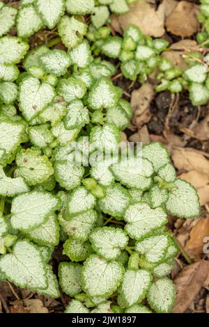 Natural patterns and textures, Lamium maculatum 'White Nancy’, spotted deadnettle 'White Nancy’ in close-up Stock Photo