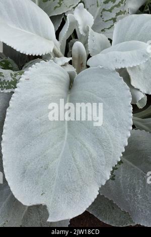 Calming Senecio candidans Angel Wings, Senecio candidans ‘Senaw’PBR