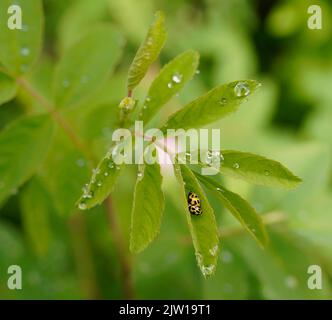 Ladybird beetles (Coccinellidae) mating on Wild Rose leaf. Stock Photo