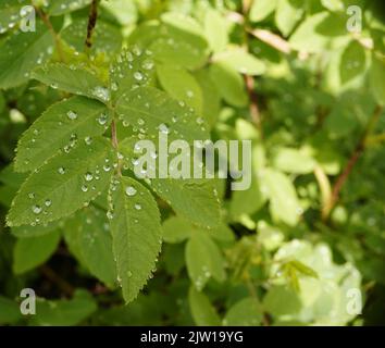 Raindrops on Wild Rose leaves after spring rainfall Stock Photo