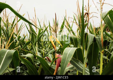 maize in a maize field on a cloudy day Stock Photo