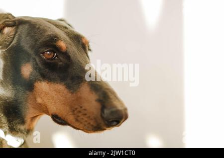 Portrait of a black doberman with ears Stock Photo