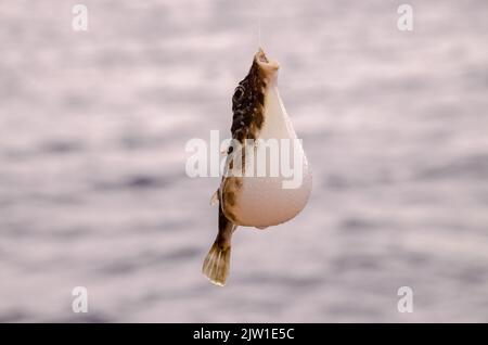 A pufferfish hooked over the Blue Atlantic Ocean against a blurred background Stock Photo