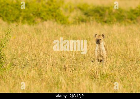 Spotted Hyena (Crocuta crocuta) in tall grass Stock Photo