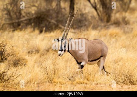 East African, or Beisa, Oryx (Oryx beisa) Stock Photo