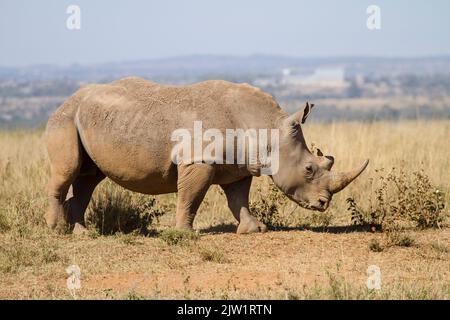 White Rhinocerous (Ceratohtherium simum) in Nairobi National Park with buildings in background Stock Photo