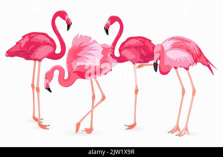Cute Pink Flamingo collection on white background. Stock Vector