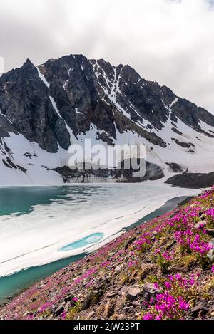 Stunning summertime views in Yukon Territory with bright pink dwarf Fireweed flowers. Stock Photo