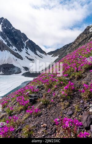 Stunning summertime views in Yukon Territory with bright pink dwarf Fireweed flowers. Stock Photo