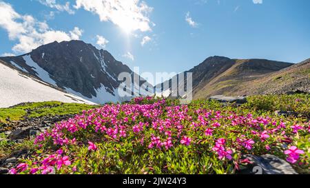 Stunning summertime views in Yukon Territory with bright pink dwarf Fireweed flowers. Stock Photo