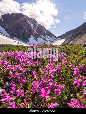 Stunning summertime views in Yukon Territory with bright pink dwarf Fireweed flowers. Stock Photo