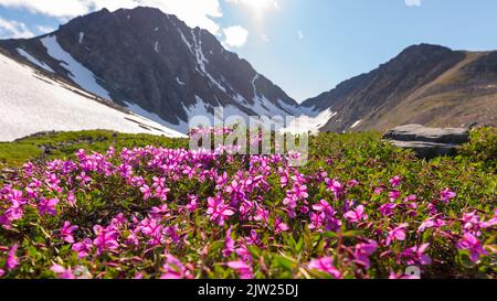 Stunning summertime views in Yukon Territory with bright pink dwarf Fireweed flowers. Stock Photo