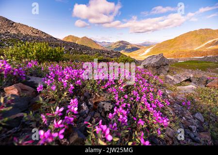 Stunning summertime views in Yukon Territory with bright pink dwarf Fireweed flowers. Stock Photo