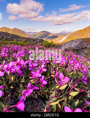 Stunning summertime views in Yukon Territory with bright pink dwarf Fireweed flowers. Stock Photo