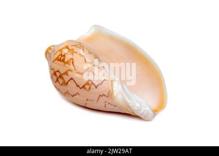 Image of cymbiola nobilis sea shell is a marine gastropod mollusk in the family Volutidae isolated on white background. Undersea Animals. Stock Photo