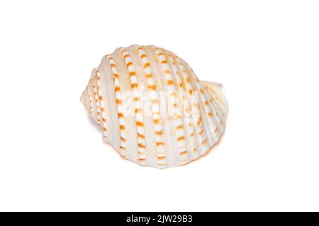 Image of seashells tonna tesselata on a white background. Undersea Animals. Sea Shells. Stock Photo