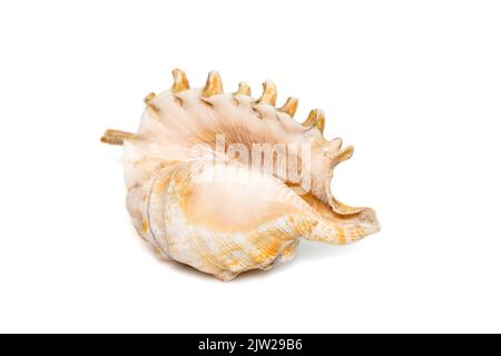 Image of Millipede spider conch (Lambis millepeda) isolated on white background. Sea snail. Undersea Animals. Sea Shells. Stock Photo
