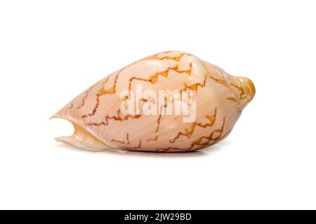 Image of cymbiola nobilis sea shell is a marine gastropod mollusk in the family Volutidae isolated on white background. Undersea Animals. Stock Photo