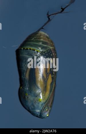 Monarch butterfly pupa hanging on a branch against a blue sky Stock Photo
