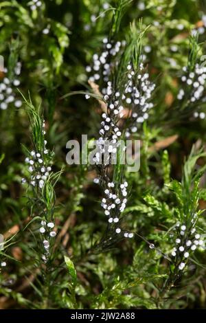 Slime mould Physarum leucopus Fruiting body many round, lime-dusted heads on green moss Stock Photo