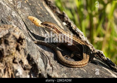 Forest lizard with food in mouth sitting on tree trunk seen on left side Stock Photo
