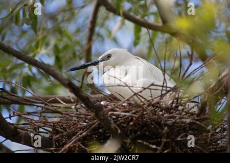 Little Egret (Egretta garzetta) on nest in breeding colony, Danube Delta Biosphere Reserve, Romania Stock Photo