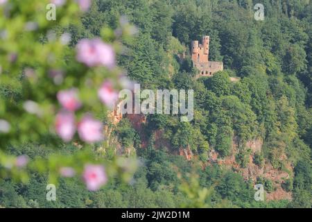 View of Schadeck Castle or Swallow's Nest with rock cliffs in Neckarsteinach, Odenwald, Four Castle Town, Neckar Valley, Baden-Wuerttemberg, Germany Stock Photo