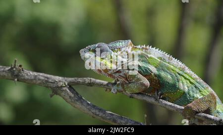 September 3, 2022, Odessa oblast, Ukraine, Eastern Europe: Chameleon sits on a tree branch and looks around. Panther chameleon (Credit Image: © Andrey Nekrasov/ZUMA Press Wire) Stock Photo