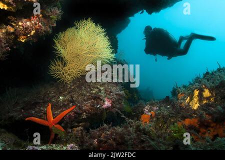 Full body of unrecognizable diver in wetsuit flippers and goggles swimming undersea near picturesque coral reefs with red Pacific blood star Stock Photo