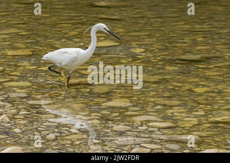 Side view of white little egret aquatic bird walking in shallow water of lake with rocky bottom in park Stock Photo