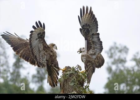 Side view of graceful golden eagle with spread wings soaring over broken tree trunk on cloudy day in forest Stock Photo
