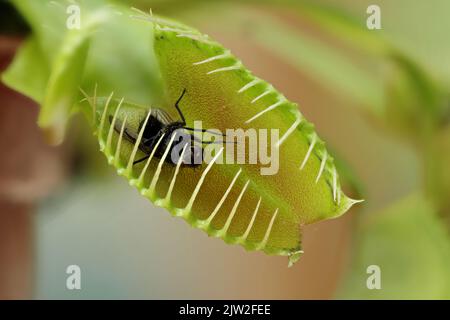 Pot Insectivores Plantes Dionée attrape-mouche de Vénus Géant Clip