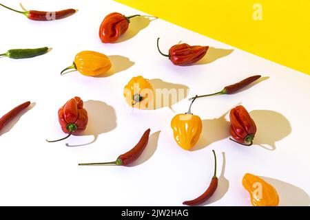 High angle of different types of fresh ripe peppers placed in rows and casting shadows on two colored background Stock Photo