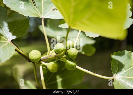 From above closeup small figs growing on plant with green leaves on summer day Stock Photo