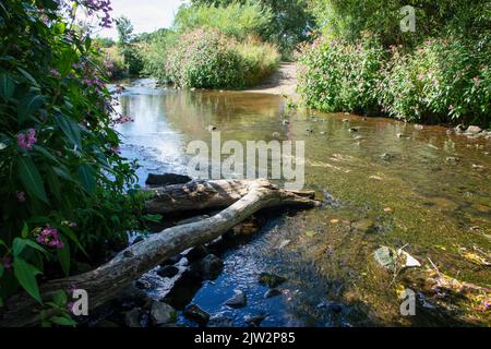 View along River Browney in summer Stock Photo