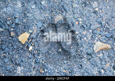 Dog track in mud Stock Photo