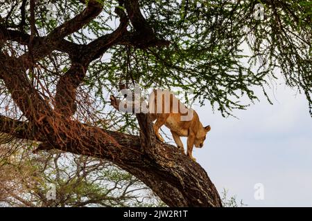 Adult lioness (Panthera leo) get in down from the tree in Tarangire national park, Tanzania Stock Photo