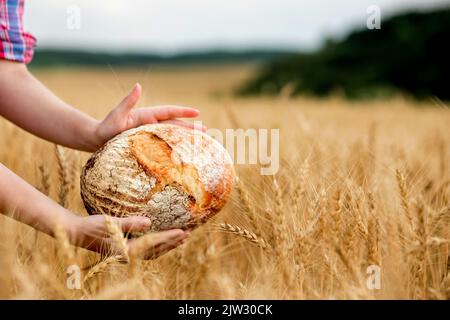 A female farmer in a straw hat and checkered shirt holds fragrant bread in her hands on a ripe wheat field. The smell of freshly baked bread. Stock Photo