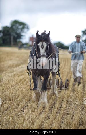 Horse drawn plough, Shire horse pulling a tiller Stock Photo