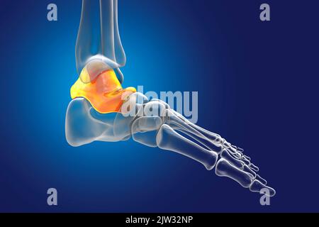 Illustration of the talus bone of the foot. Stock Photo