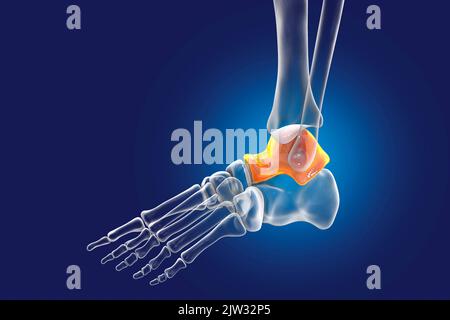 Illustration of the talus bone of the foot. Stock Photo