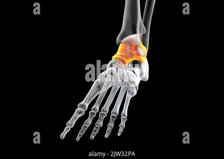 Illustration of the talus bone of the foot. Stock Photo