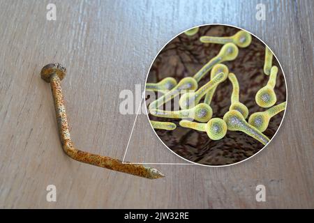 Transmission of tetanus bacteria. Conceptual illustration showing an old rusty metal nail as a source of infection and a close-up view of Clostridium tetani bacteria, the cause of tetanus. Stock Photo