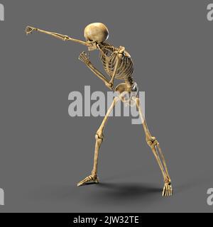 Skeleton boxing, illustration. Human skeleton in a boxing position. Stock Photo