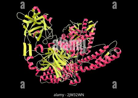 Molecule of tetanus neurotoxin, illustration. This is a neurotoxin protein produced by the bacterium Clostridium tetani, the causative agent of tetanus.