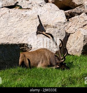 Male Elk Resting Large Antlers On The Ground in Rocky Mountain National Park Stock Photo
