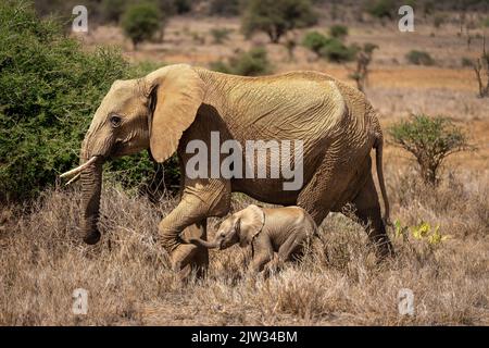 African bush elephant passes bush with baby Stock Photo - Alamy