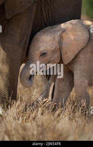 Baby African bush elephant stands behind mother Stock Photo - Alamy