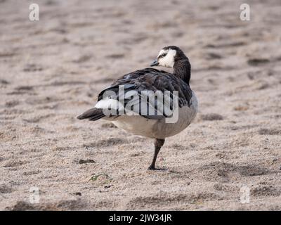 Close up of a barnacle goose, Branta leucopsis standing in the sand and preening her wings on a summer sunny day. Stock Photo